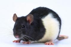 Крыса — описание и характеристика Какой год крысы